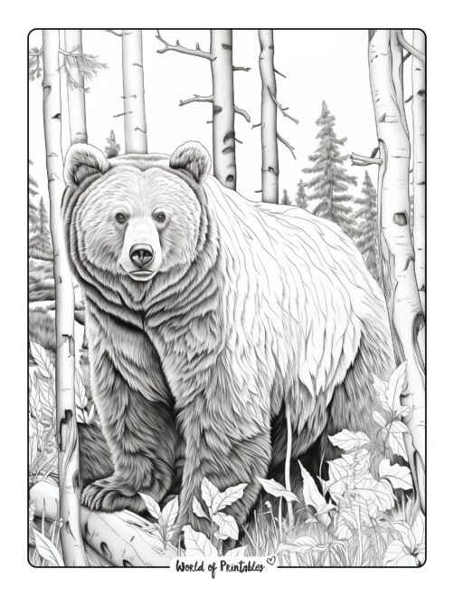 Bear coloring pages for kids adults