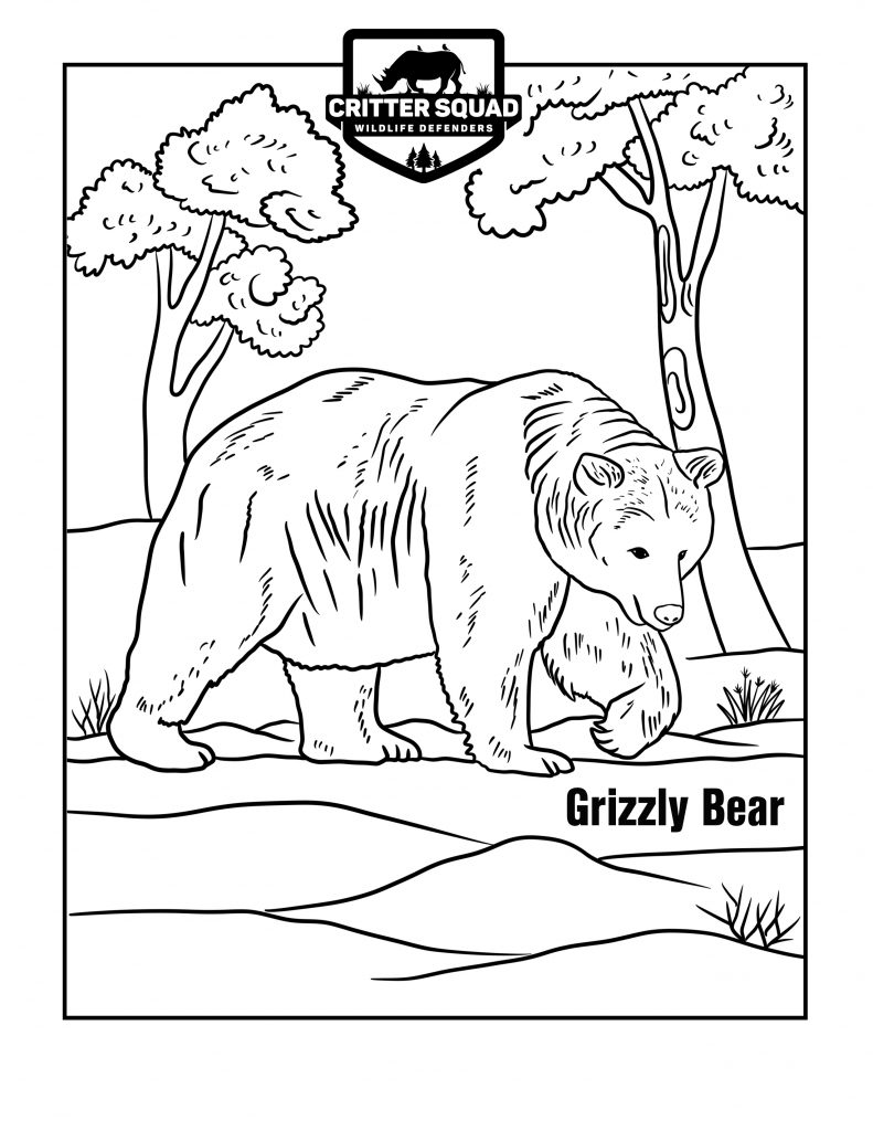 Grizzly bear coloring page