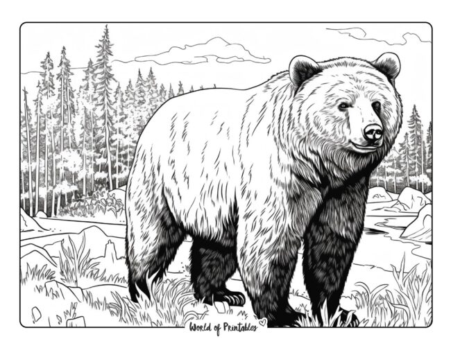 Bear coloring pages for kids adults