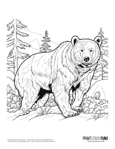 Explore the wild with bear clipart coloring plus engaging activities for kids at