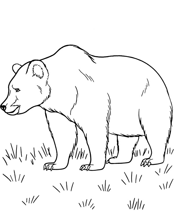 Coloring page grizzly bear