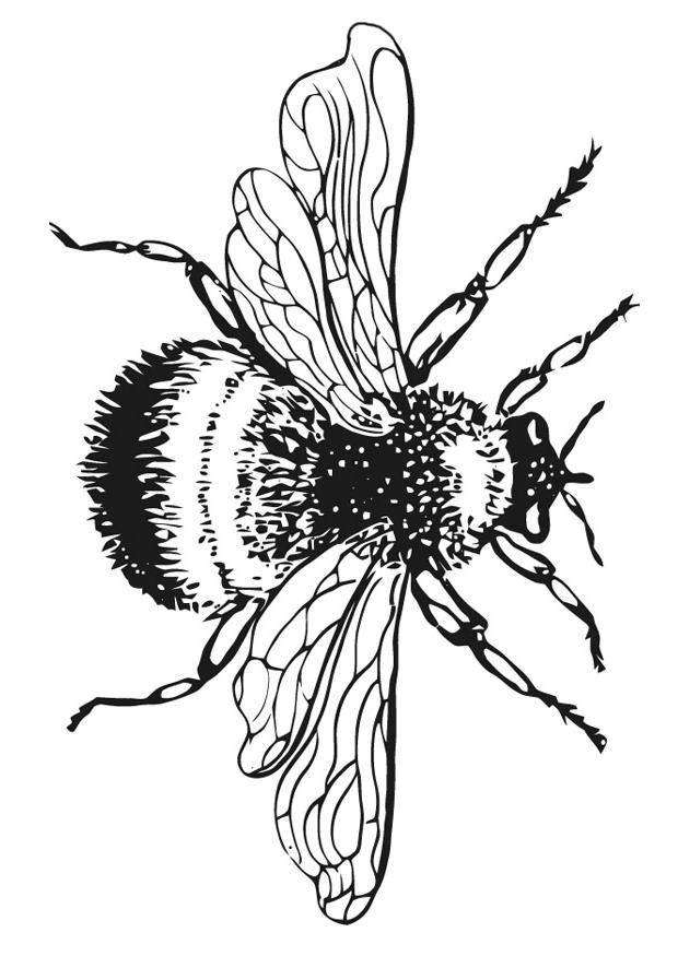 Bumble bee drawing