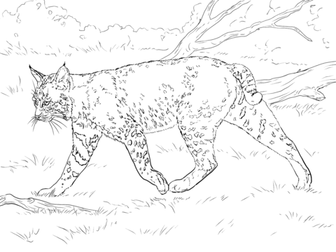 Realistic bobcat coloring page free printable coloring pages coloring pages farm animal coloring pages cute coloring pages