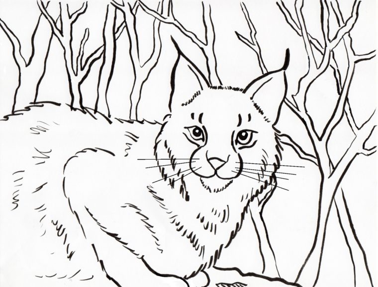Bobcat coloring page