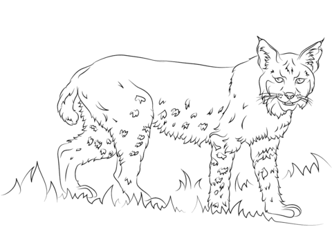California bobcat coloring page free printable coloring pages