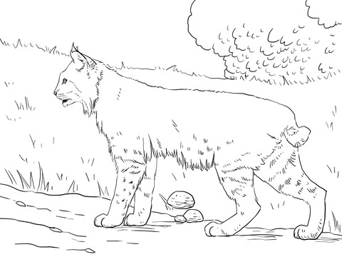 Crouching bobcat coloring page free printable coloring pages