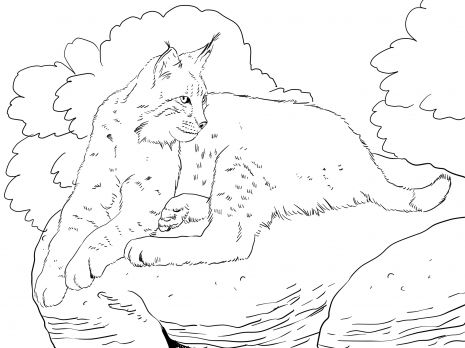 Bobcat laying down coloring page super coloring animal coloring pages coloring pages free printable coloring pages