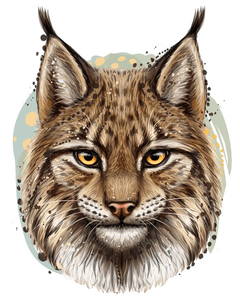Bobcat drawing royalty