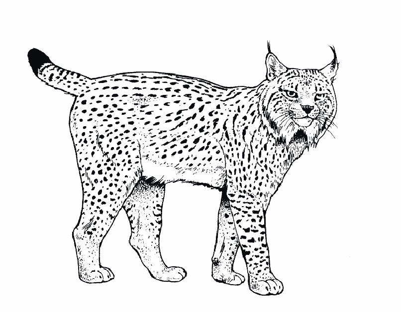Bobcat coloring pages