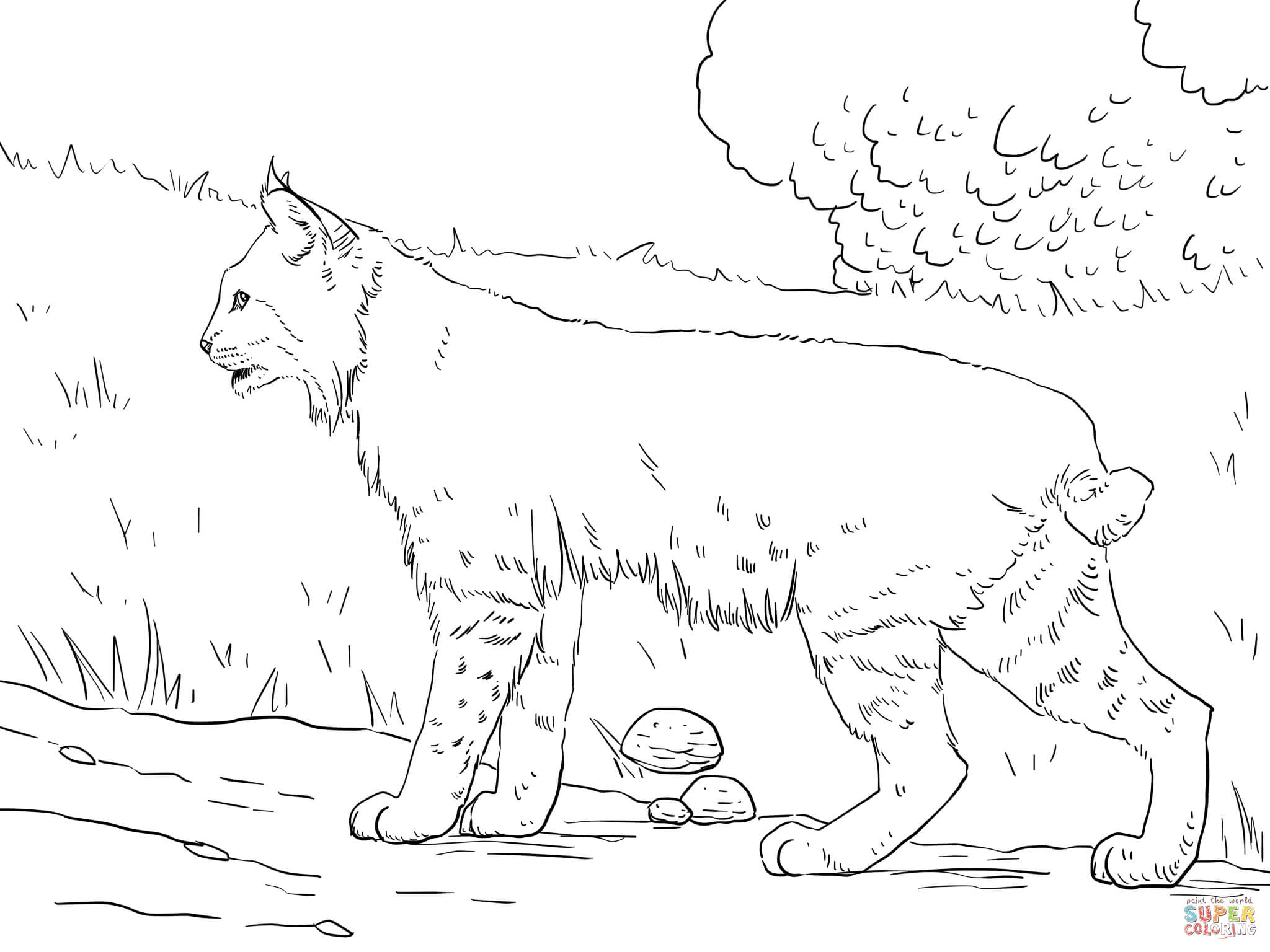 Crouching bobcat coloring page free printable coloring pages