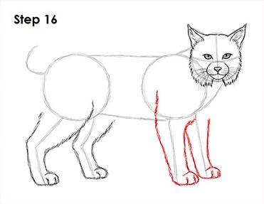How to draw a bobcat