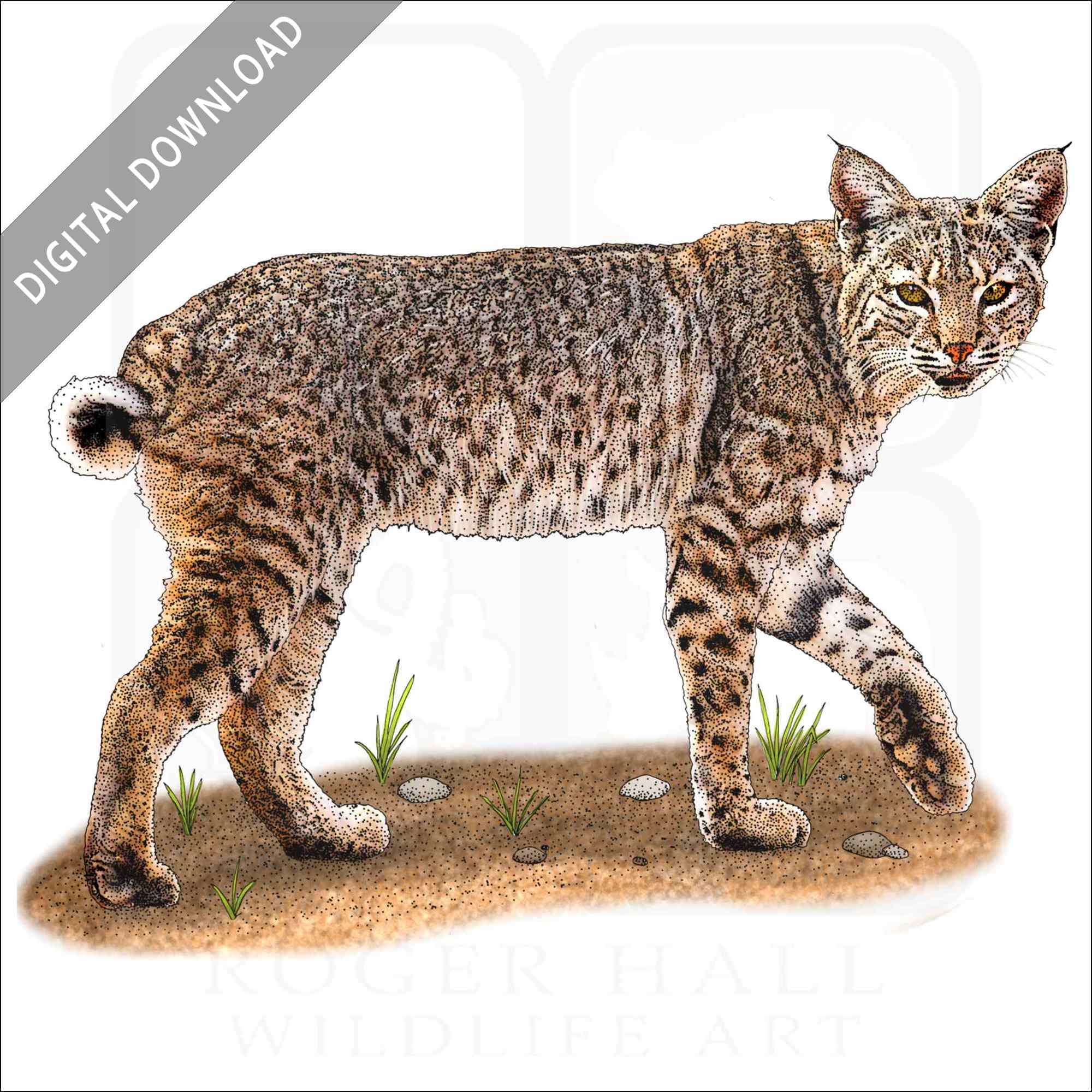 Stock art drawing of a bobcat