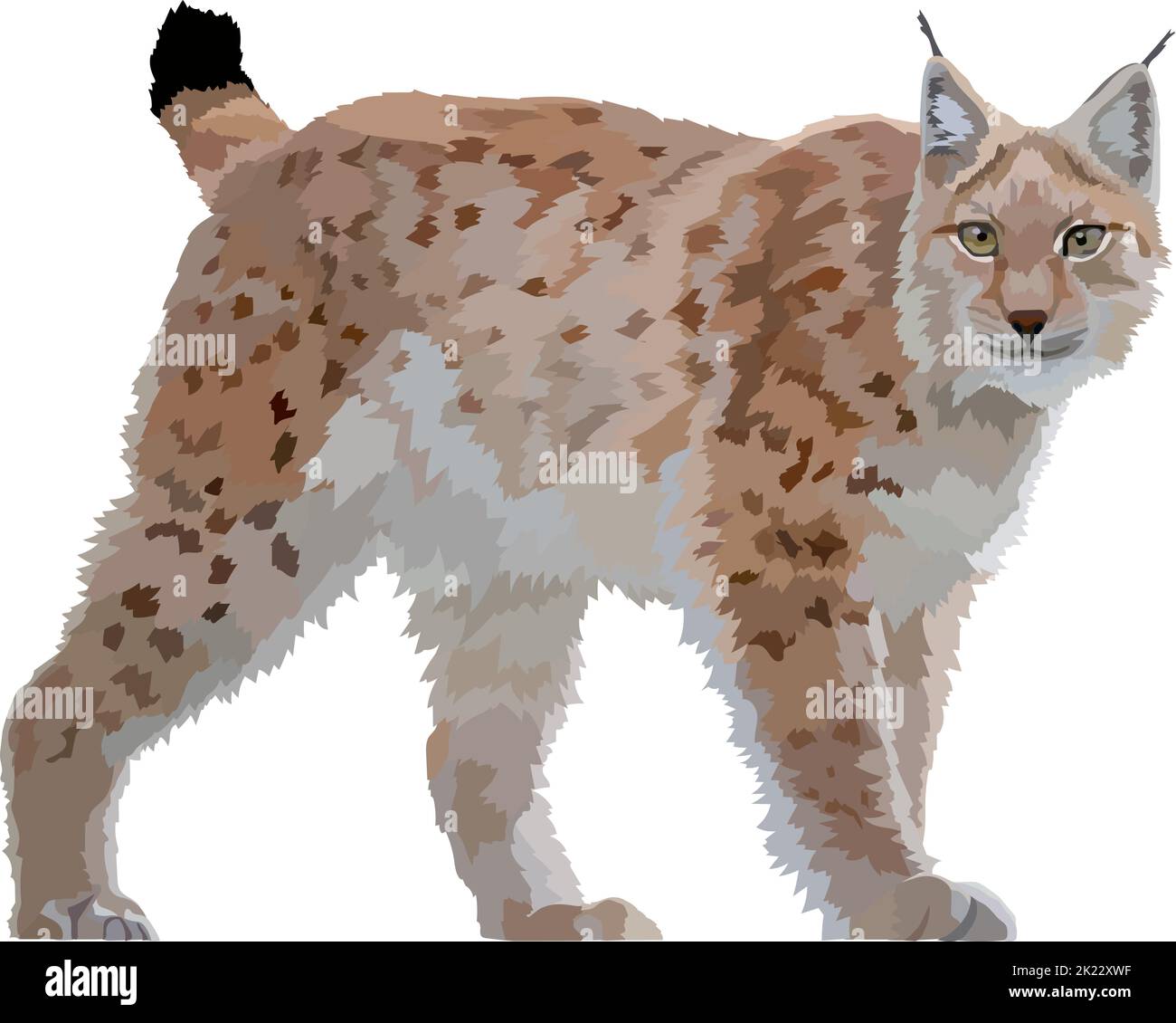 Bobcat drawing hi