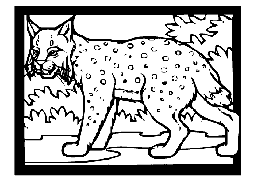 Bobcat coloring pages