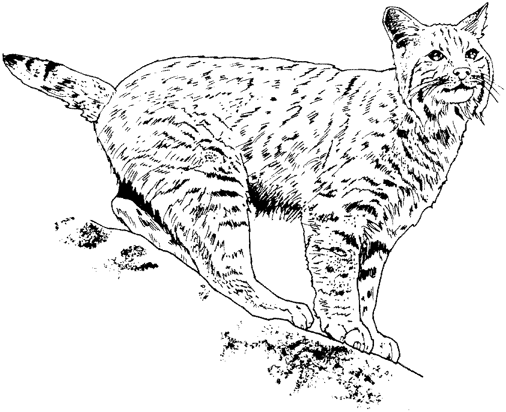 Bobcat coloring pages
