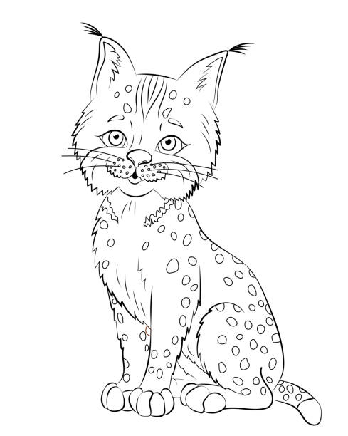 Bobcat outline stock photos pictures royalty