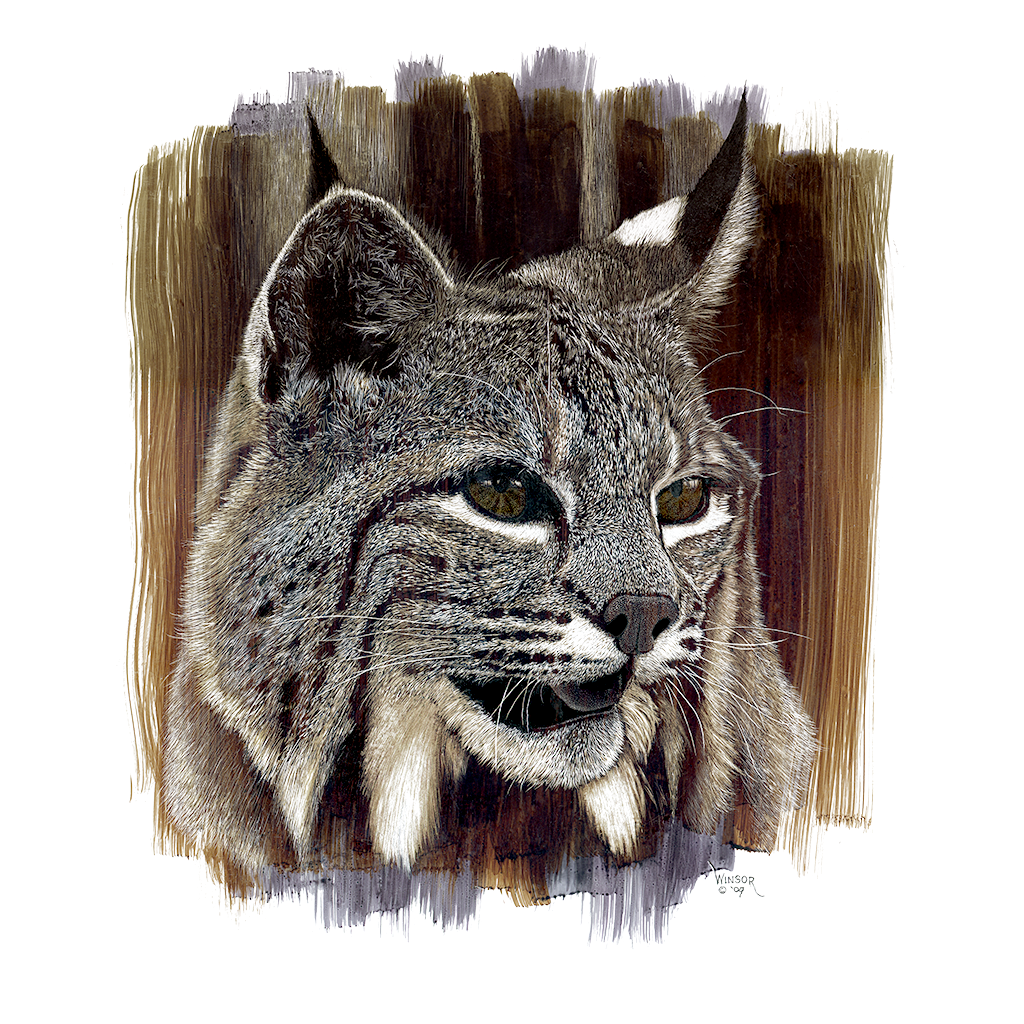 Bobcat head