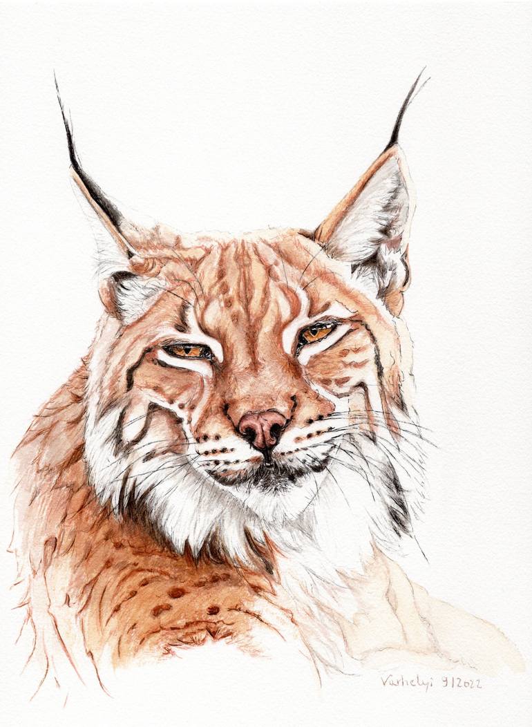 Bobcat drawing by lilla varhelyi saatchi art