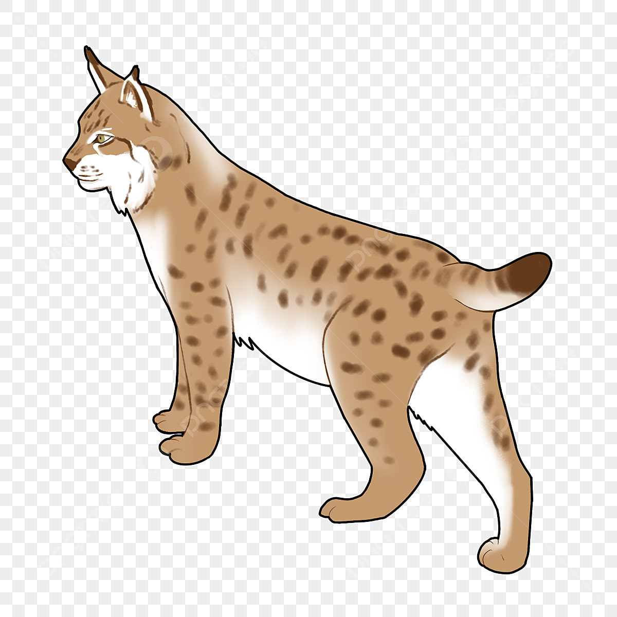 Bobcat png transparent images free download vector files