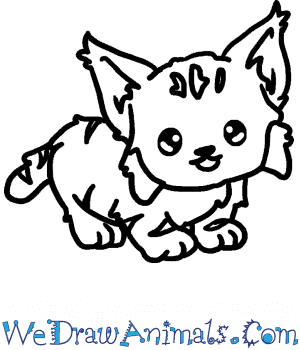 How to draw a baby bobcat
