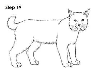 How to draw a bobcat