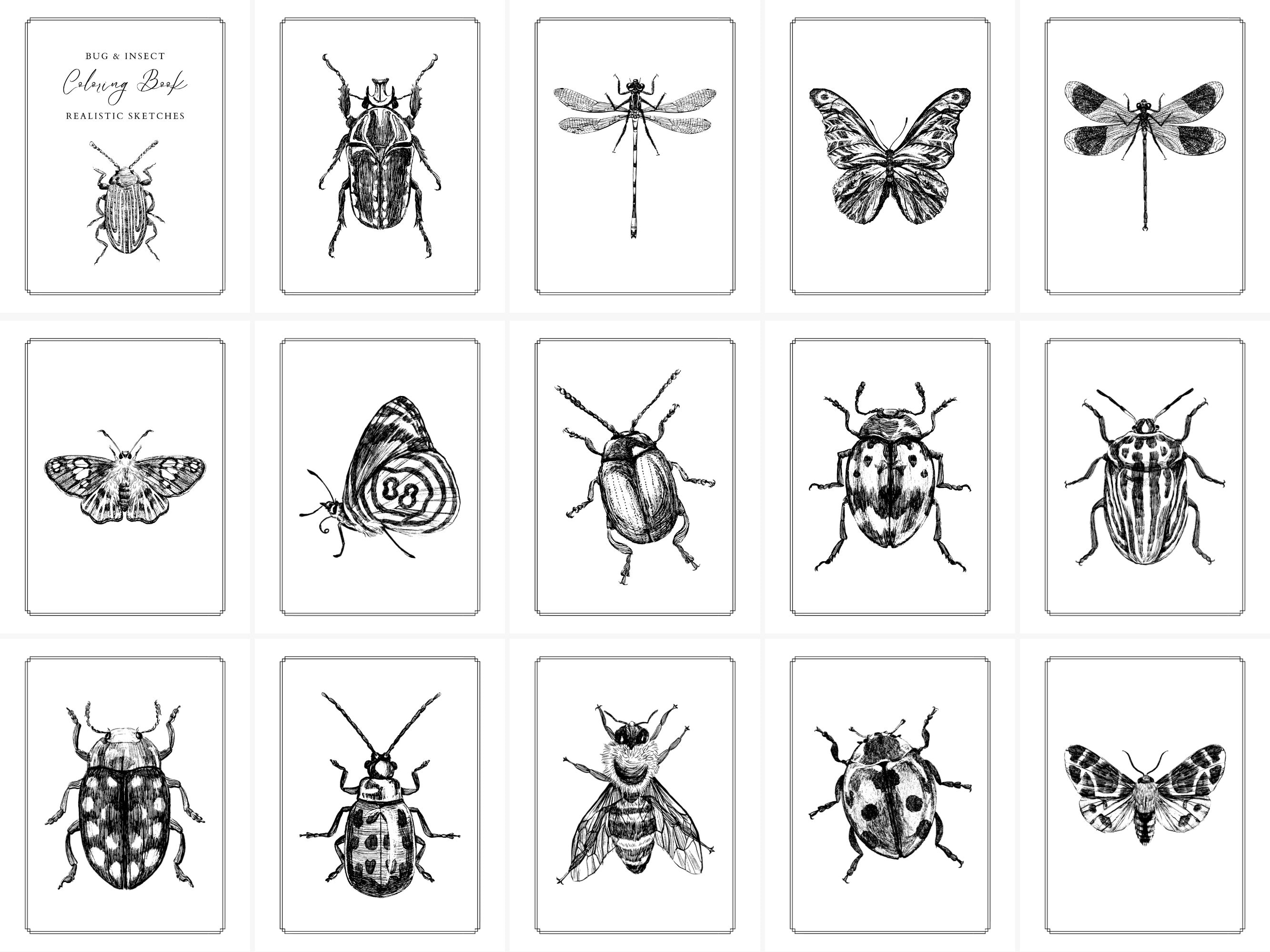 Kdp interior coloring pages bugs and insects canva template x