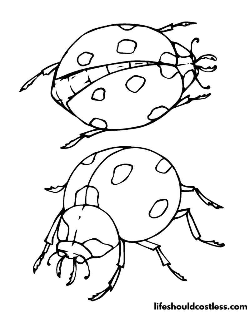 Ladybug coloring pages free printable pdf templates
