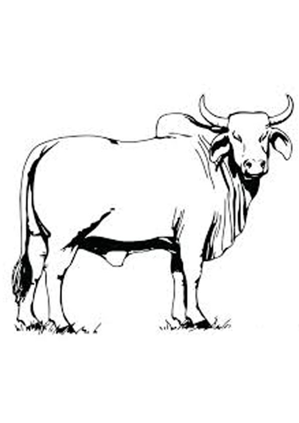 Coloring pages bull coloring page