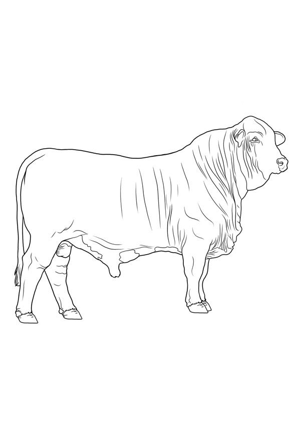 Beautiful brahman bull colorg pages