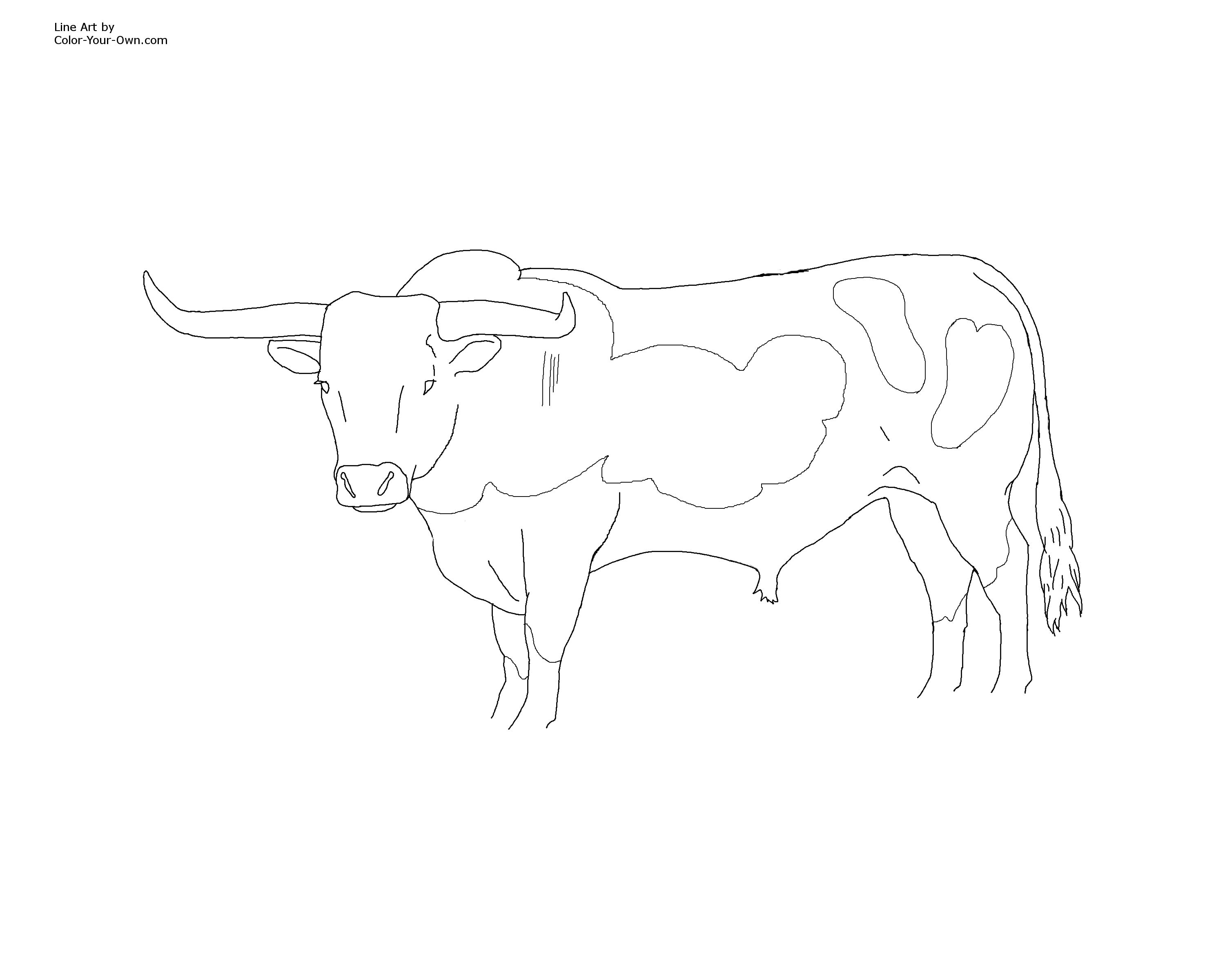 Longhorn bull coloring page