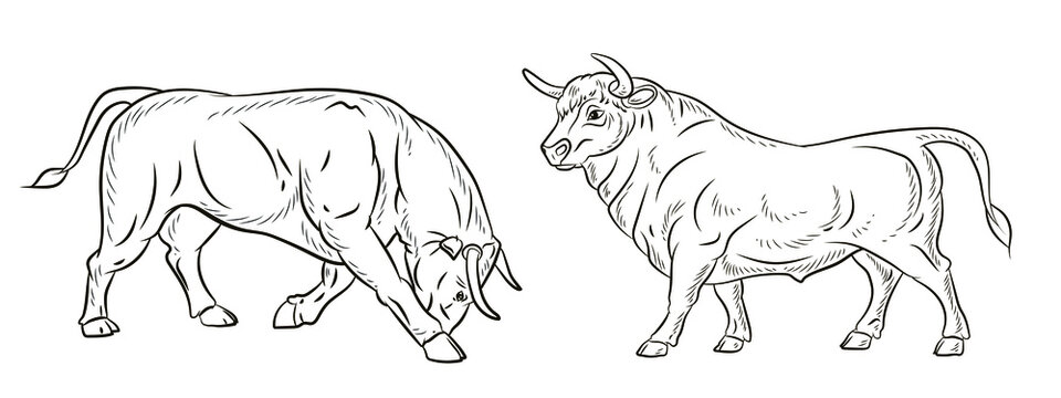 Vector bull images â browse photos vectors and video