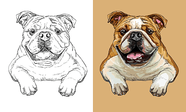 Bulldog drawing png transparent images free download vector files