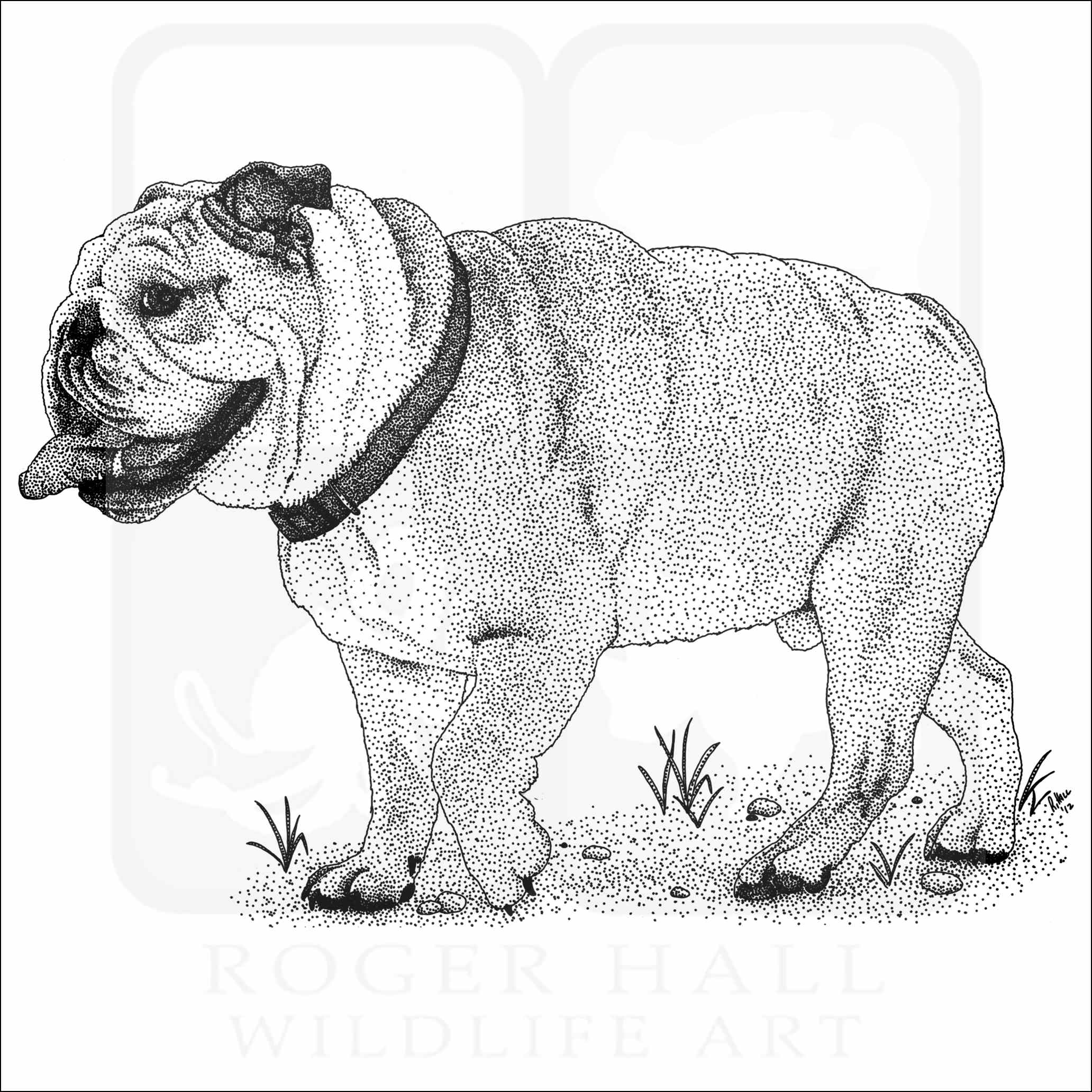 English bulldog