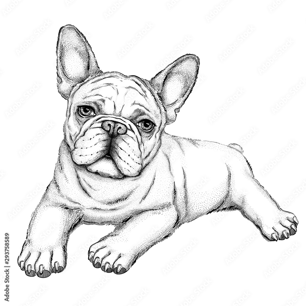 Bulldog sketch vector illustration of french bulldog drawn puppy vector