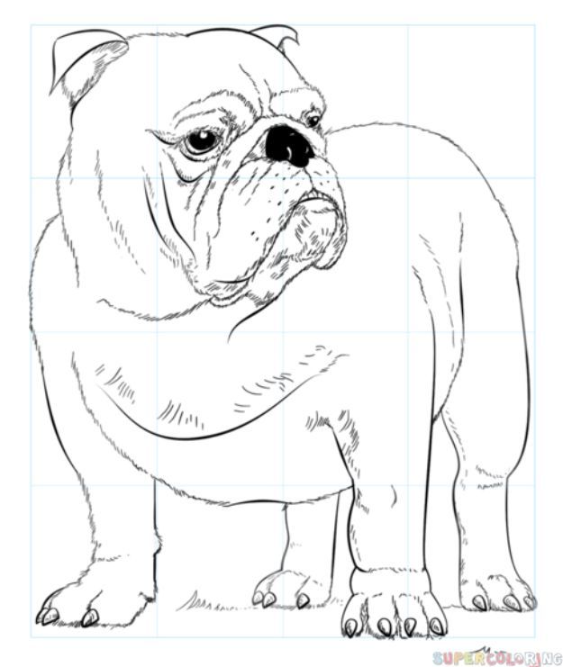 Ways to draw dogs dog coloring page bulldog drawing dog drawing tutorial