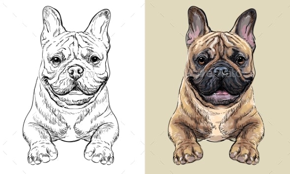 Vector hand drawing dog french bulldog monochrome vectors