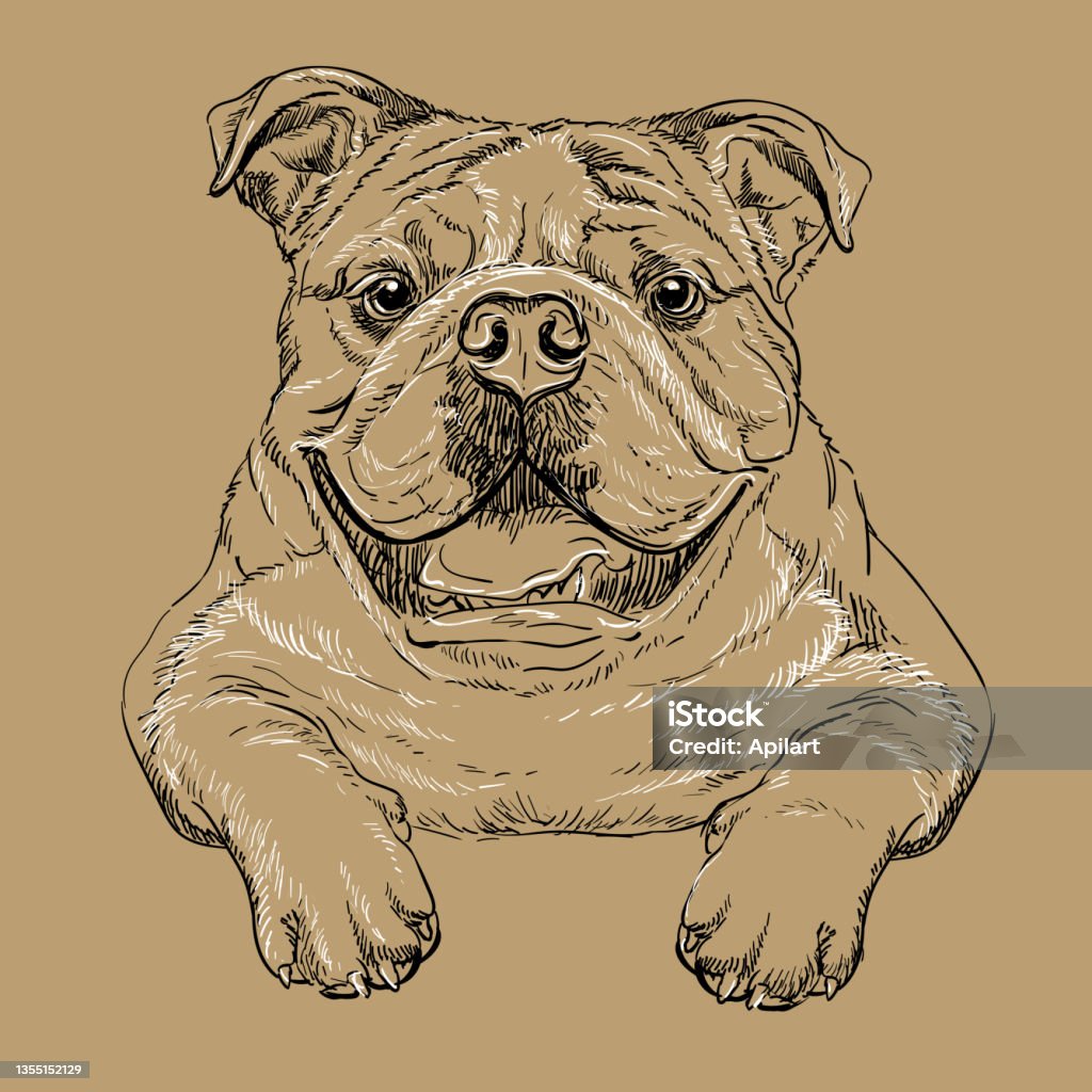 Bulldog dog vector hand drawing vector brown stock illustration