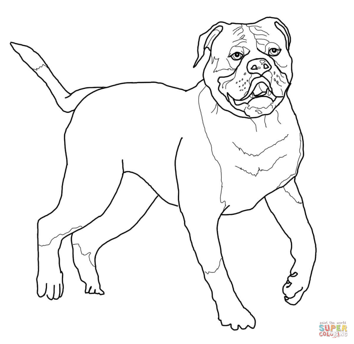 American bulldog coloring page free printable coloring pages
