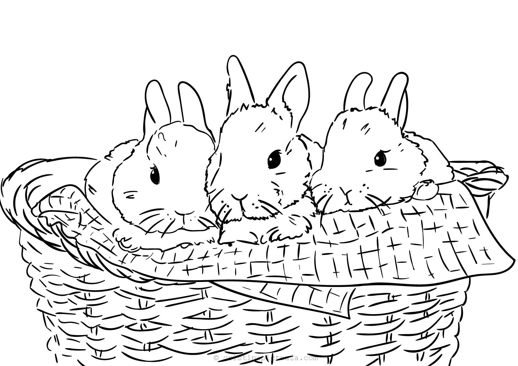 Free bunny coloring pages for kids