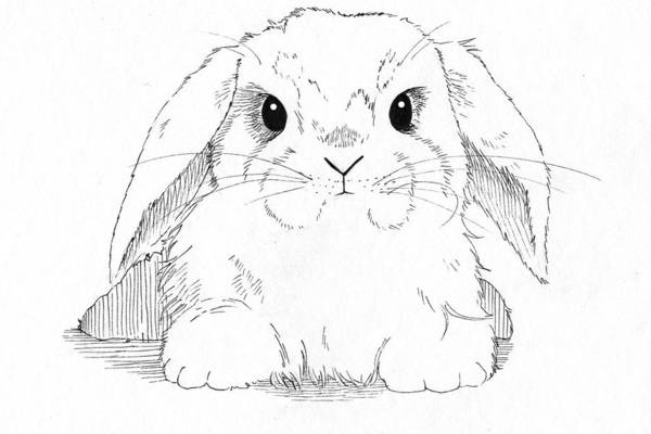 Lop