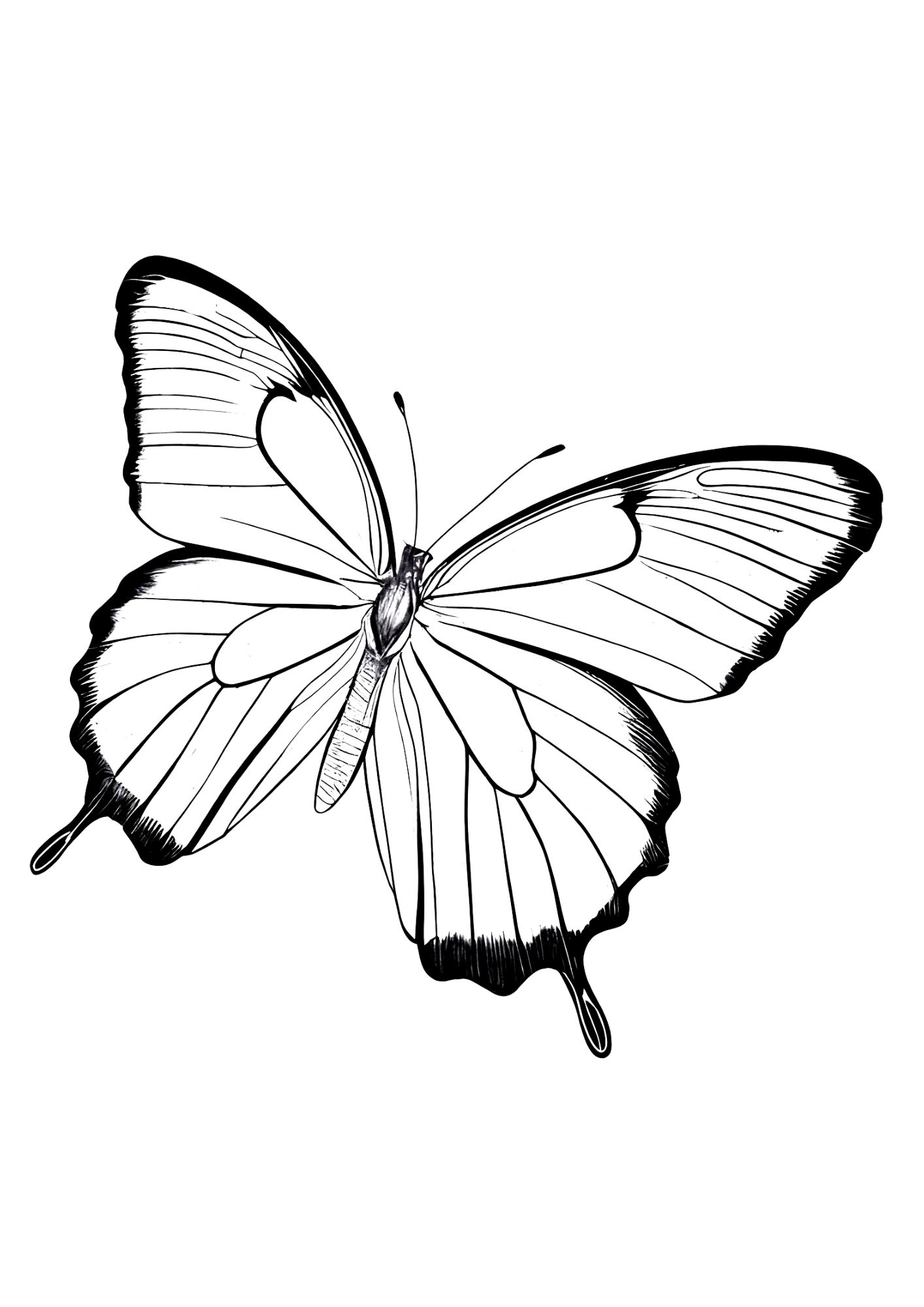 Unique butterfly coloring pages for adults and kids