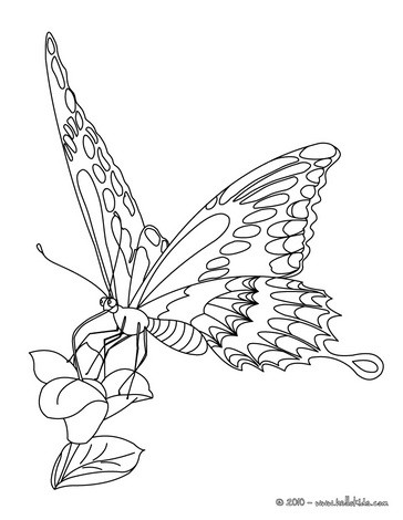 Monarch butterfly coloring pages