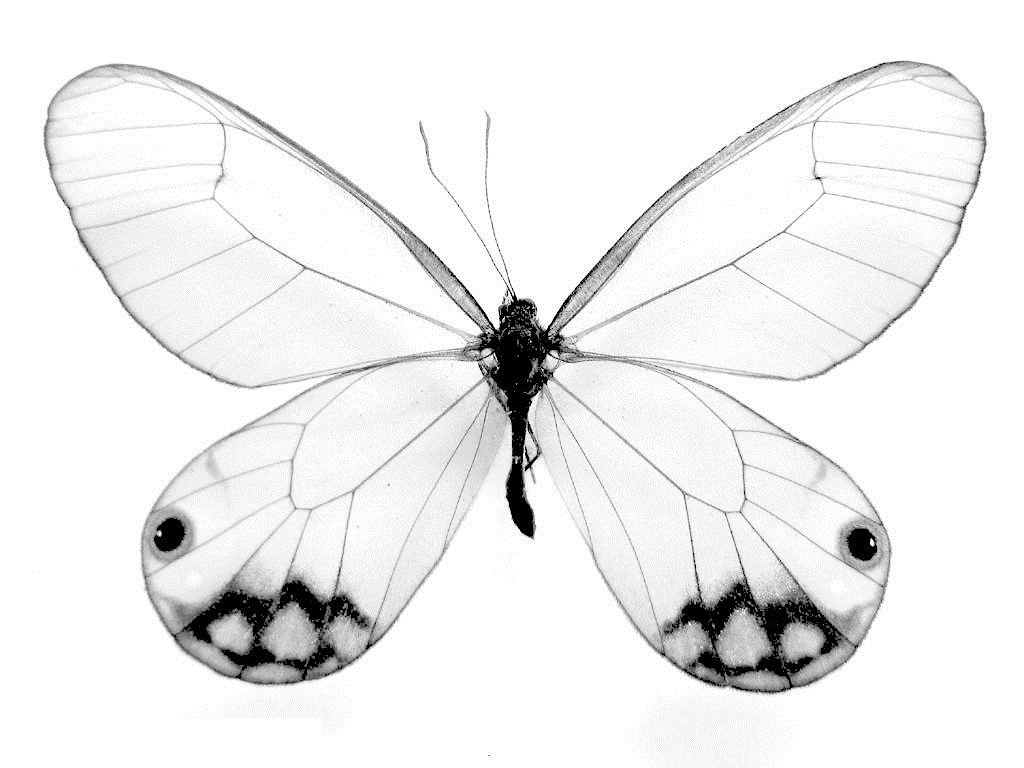 Free printable butterfly coloring pages for kids