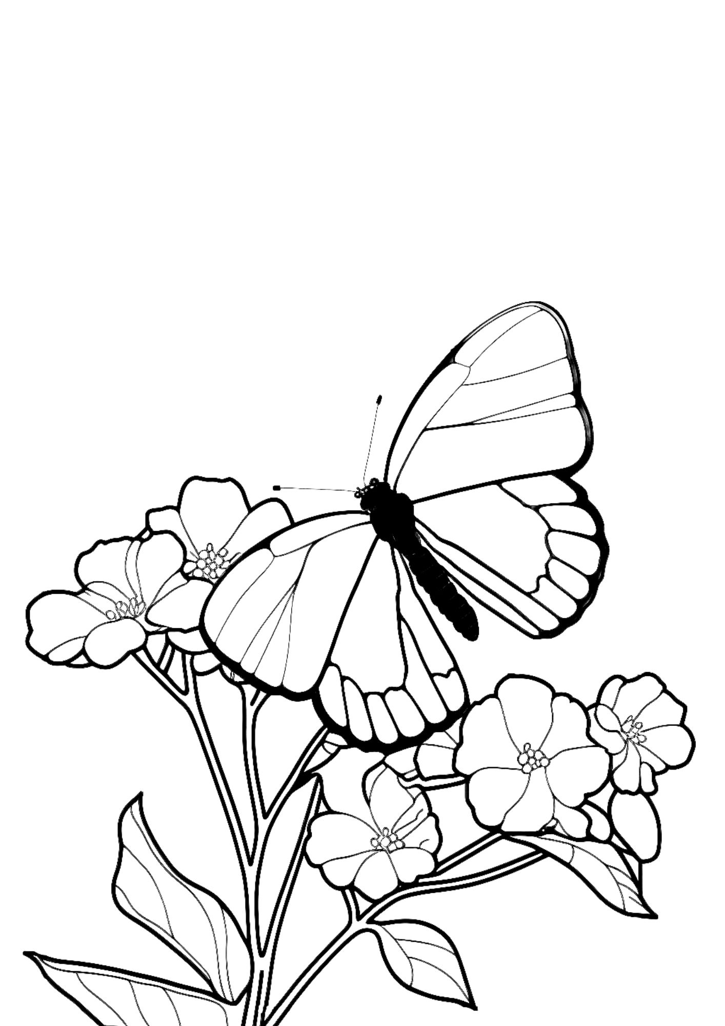 Unique butterfly coloring pages for adults and kids