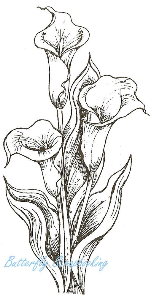 Calla lily bouquet coloring pages lilies drawing flower drawing flower sketches