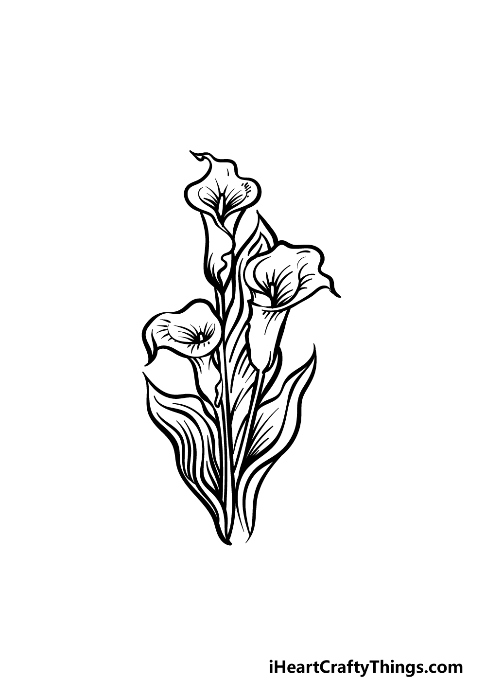 Calla lily drawing