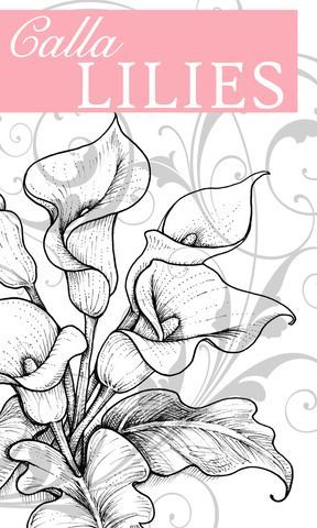 Callaliliesgraphic lilies drawing flower drawing flower sketches