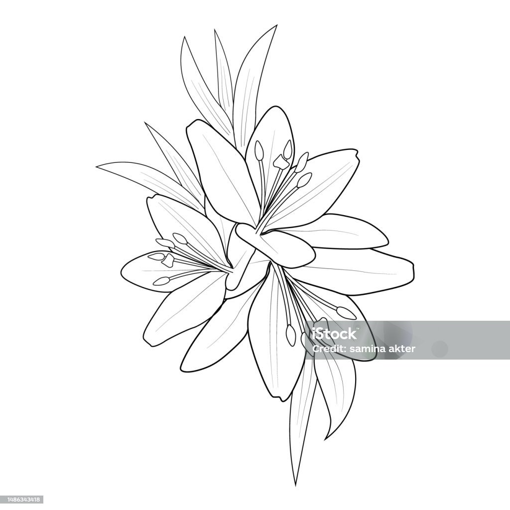 Pencil realistic calla lily drawing sketch realistic lily drawing lily line drawing lily flower vector simple lily tattoo outline minimalist simple lily tattoo outline sketch lily flower drawing tattoo sketch lily flower