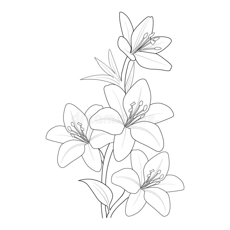 Sketch calla lilies flowers stock illustrations â sketch calla lilies flowers stock illustrations vectors clipart