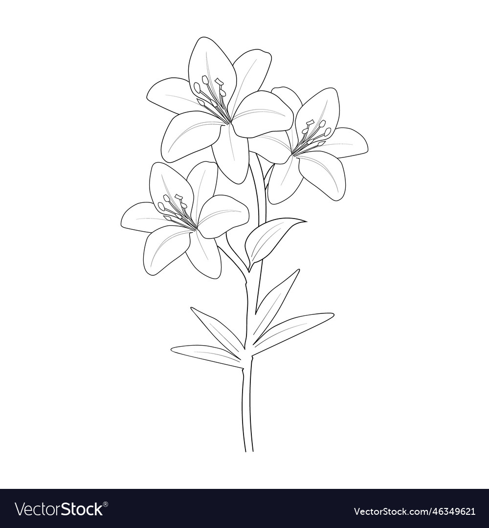 Realistic lily flower drawing coloring pages vector image